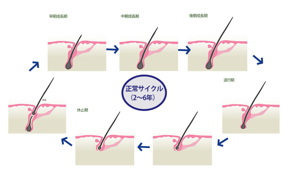 正常ヘアサイクル